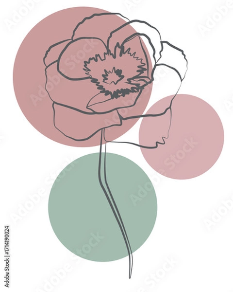 Fototapeta Delicate floral line drawing with soft circles, abstract minimalist botanical artwork
