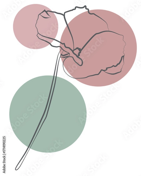 Fototapeta Minimalist sketch of a blooming flower with abstract circles, modern wall art concept
