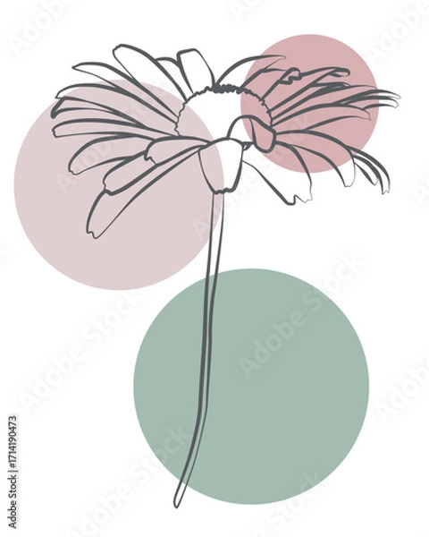 Fototapeta Simple elegant flower line drawing with muted tones, aesthetic botanical art style