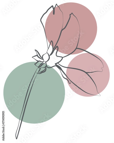 Fototapeta Minimal botanical illustration with floral outlines and abstract pastel circle elements