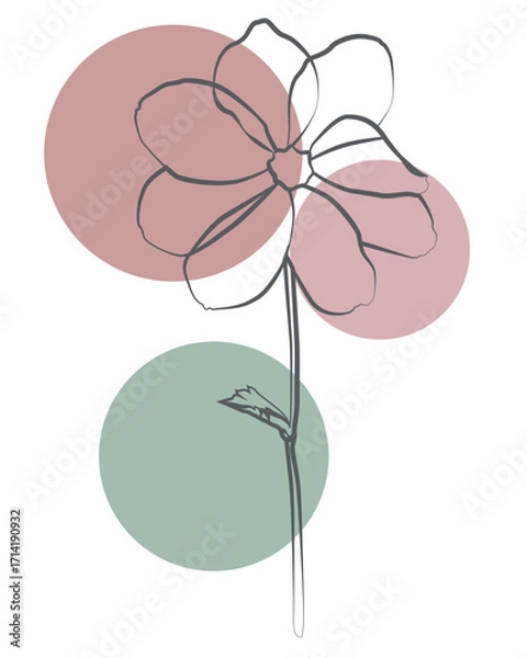 Fototapeta Modern botanical line drawing with pastel circle accents, minimal floral abstract art