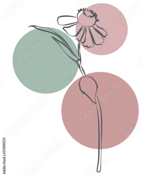Fototapeta Delicate botanical outline drawing with muted pastel shapes, stylish modern artwork