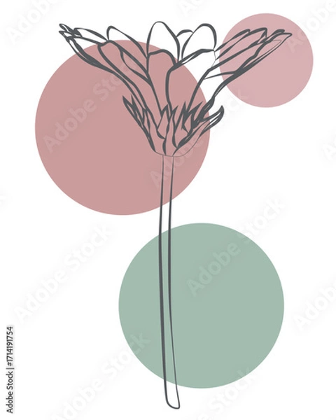 Fototapeta Soft pastel circles with line art bloom, abstract botanical illustration for decor
