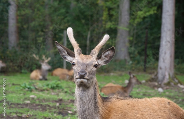 Obraz Rotwild in einem Wildpark Eifel