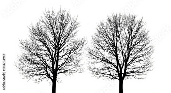 Obraz tree silhouette isolated on white