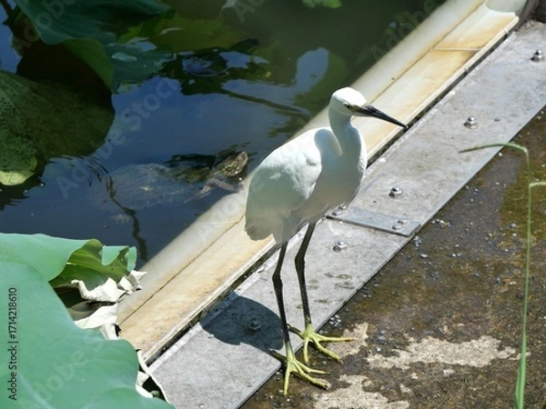 Fototapeta 蓮池の水辺に立つサギ

