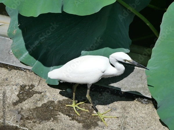 Obraz 蓮池にいる白鳥