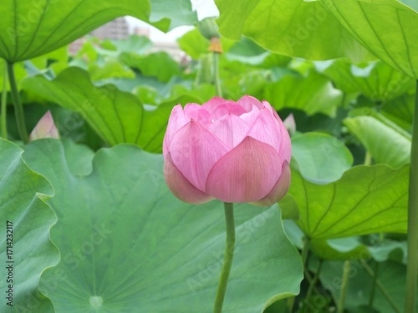 Obraz 咲く前の蓮の花