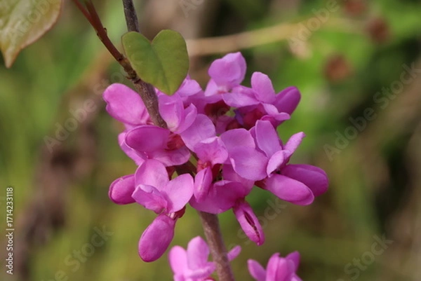 Obraz 日本の春の庭に咲くハナズオウのピンク色の花