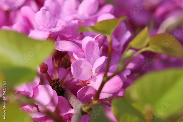Obraz 日本の春の庭に咲くハナズオウのピンク色の花