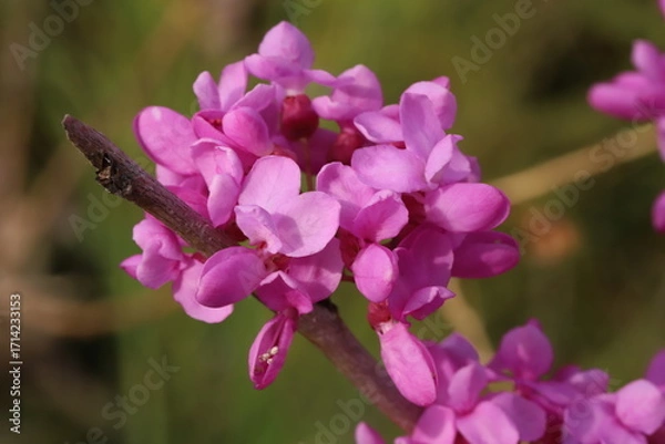 Obraz 日本の春の庭に咲くハナズオウのピンク色の花