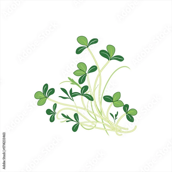 Obraz Green clover sprouts with delicate stems and leaves on a white background
