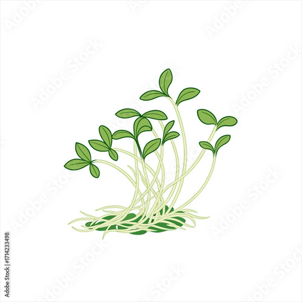Obraz Illustration of green sprouts growing from seeds on a white background