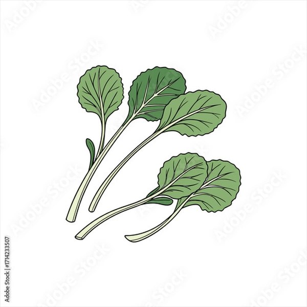 Obraz Illustration of fresh green kale leaves with visible veins