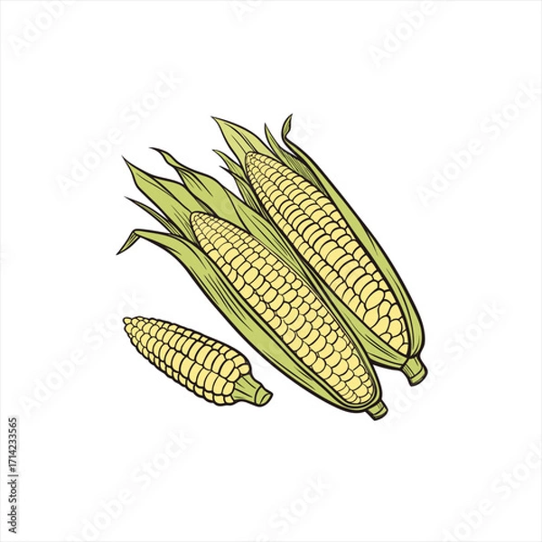 Obraz Three ripe ears of corn with green husks on a white background