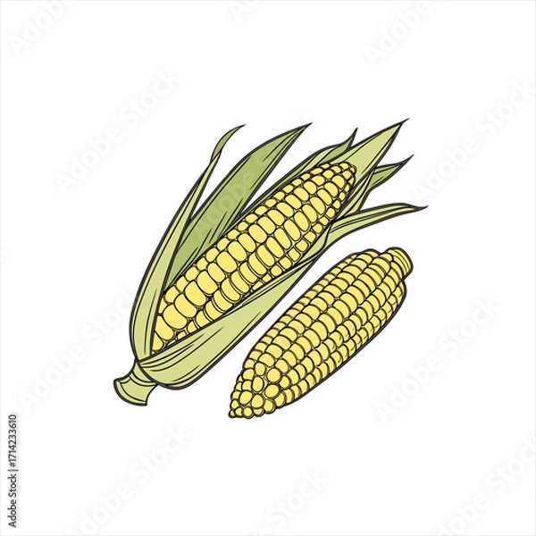 Obraz Two ripe corn cobs with green husks on a white background
