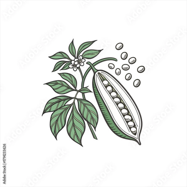 Obraz Illustration of a pea pod with leaves and flowers and scattered peas