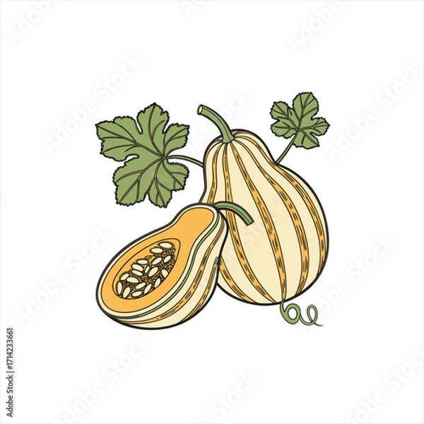 Obraz Illustration of a delicata squash and a half squash with leaves