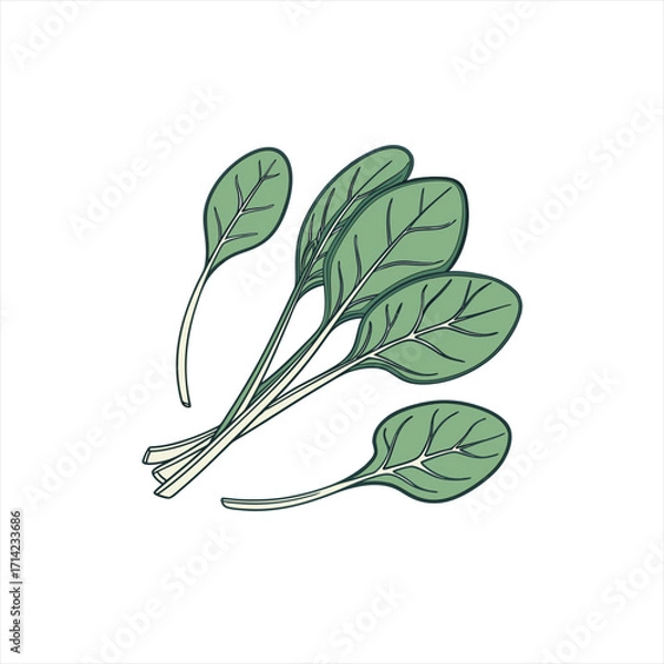 Obraz Hand drawn illustration of fresh spinach leaves on a white background
