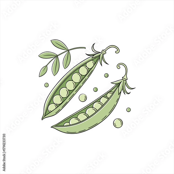 Obraz Two open pea pods with peas and a sprig of leaves