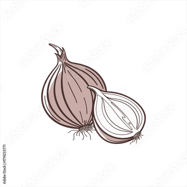 Obraz Simple illustration of a whole onion and a halved onion