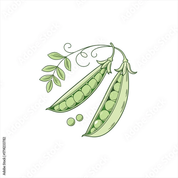 Obraz Fresh green peas in pods with leaves and tendrils