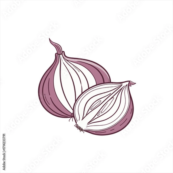 Obraz Stylized illustration of a whole red onion and a halved red onion