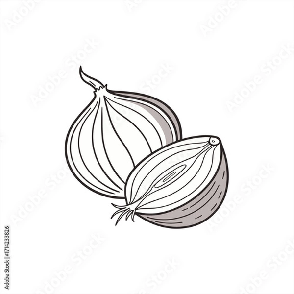 Obraz Stylized illustration of a whole onion and a halved onion on white background