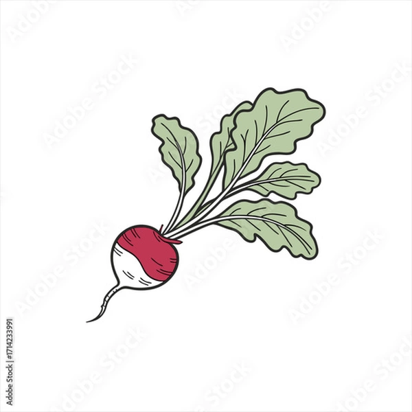 Obraz Illustration of a fresh radish with green leaves on a white background