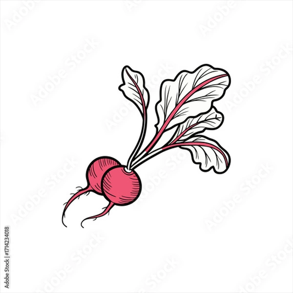 Obraz Two pink radishes with green leaves and red veins on a white background