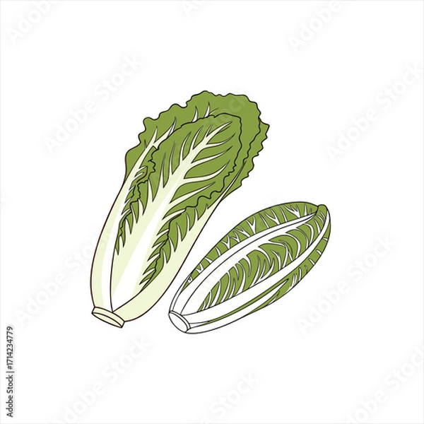 Obraz Two fresh green vegetables a napa cabbage and a belgian endive