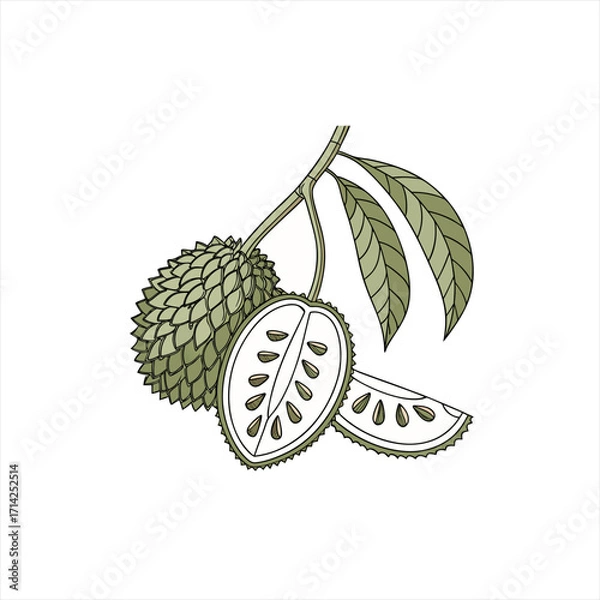 Fototapeta Illustration of a soursop fruit with leaves and slices on a white background