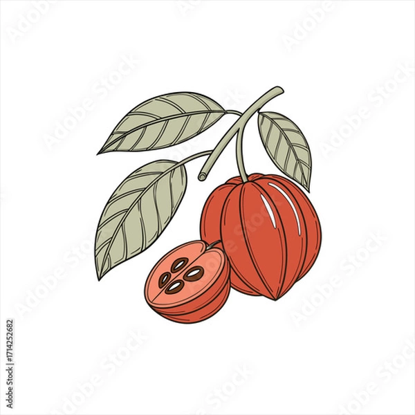 Fototapeta Illustration of ripe cocoa pods and leaves on a branch