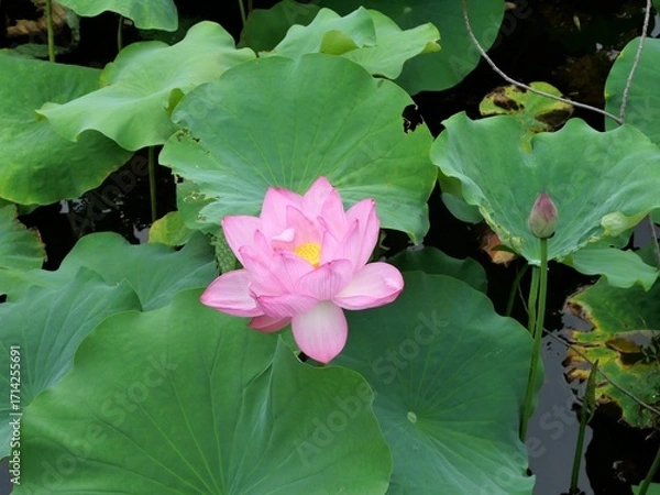 Obraz 蓮池に咲く花