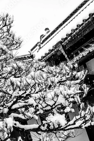 Fototapeta 雪が積もった松の木。冬の松の木に雪が積もった風景。雪化粧をした針葉樹が静かな冬の自然美を感じさせる。