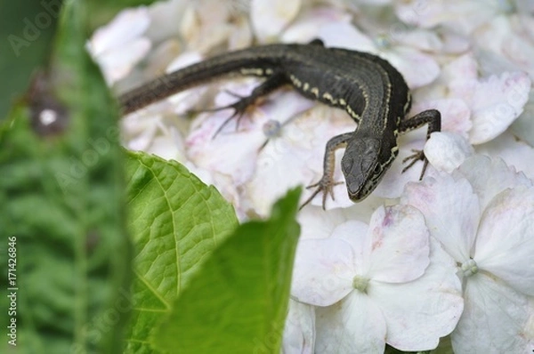 Fototapeta カナヘビ