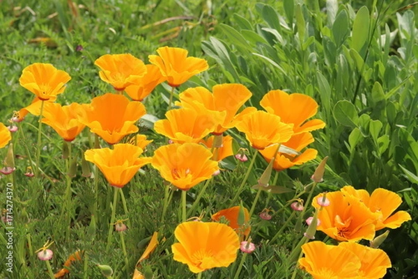 Obraz 日本の春の公園に咲くオレンジ色のカリフォルニアポピーの花