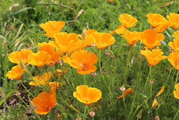 Obraz 日本の春の公園に咲くオレンジ色のカリフォルニアポピーの花