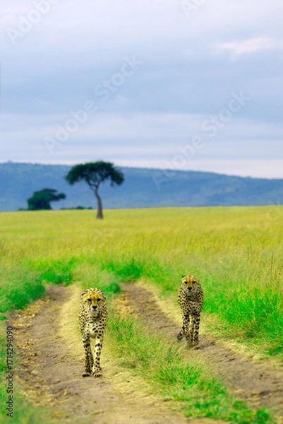 Fototapeta Two Cheetahs Walking on a Safari Trail in the African Savannah
