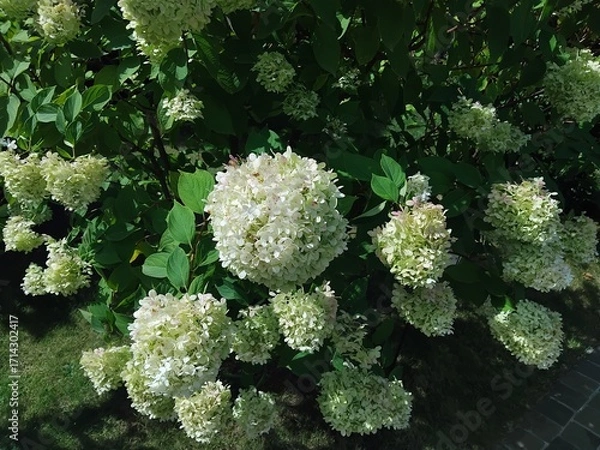 Fototapeta Hydrangea paniculata "Limelight". Natural background. Care of plants and flowers in the garden or in the park