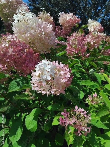 Fototapeta Hydrangea paniculata "Limelight". Natural background. Care of plants and flowers in the garden or in the park