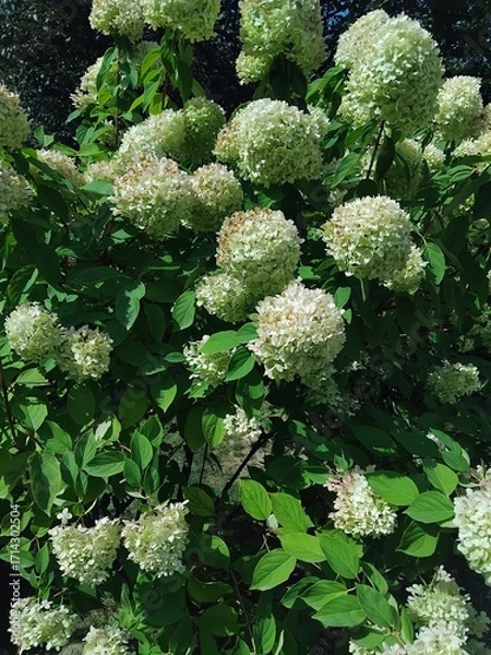 Fototapeta Hydrangea paniculata "Limelight". Natural background. Care of plants and flowers in the garden or in the park