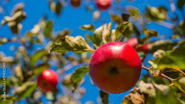 Fototapeta Red apples against the sky on a sunny day.