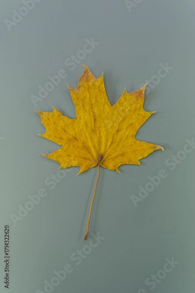 Fototapeta One yellow autumn maple leaf on a gray background.