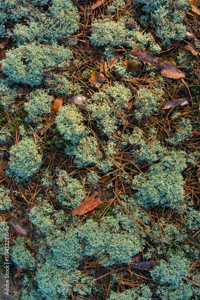 Fototapeta Moss on the ground in a pine forest, autumn.