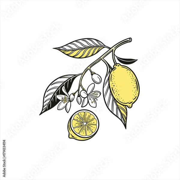Fototapeta Lemon branch with fruit flowers and leaves illustration