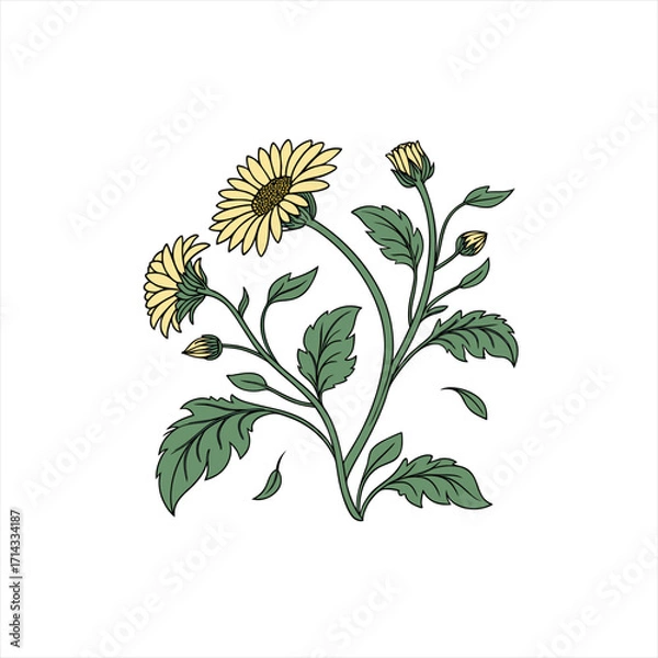 Obraz Stylized yellow daisy flowers with green leaves and buds on a white background