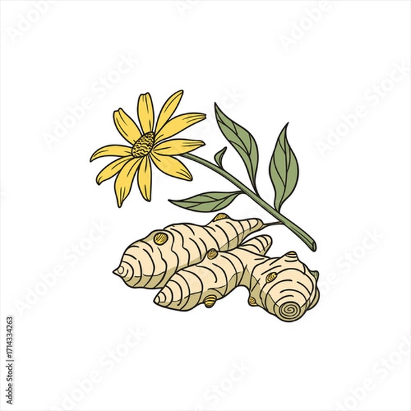 Obraz Illustration of ginger root and a yellow flower on a stem