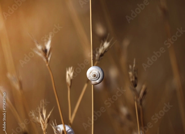 Fototapeta A snail that divides the frame into two seasons, summer and autumn