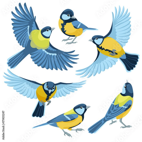 Obraz Titmouse on white background / There are three sitting titmouse and three flying titmouse in cartoon style
